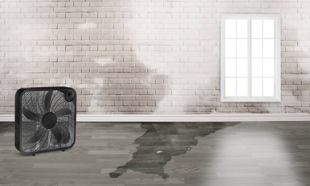 Best Emergency water damage restoration  in Paulden, AZ